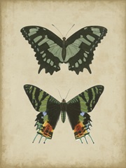 Antique Butterfly Pair II