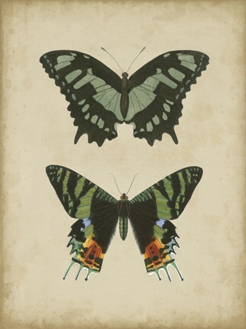 Antique Butterfly Pair II