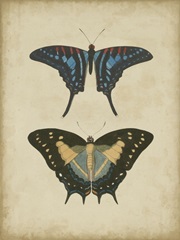 Antique Butterfly Pair III