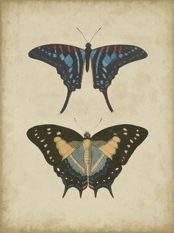 Antique Butterfly Pair III