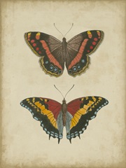 Antique Butterfly Pair IV