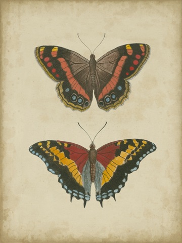 Antique Butterfly Pair IV