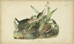 Audubon Green Heron