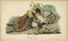 Audubon Ruffed Grouse