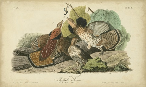 Audubon Ruffed Grouse