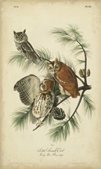 Audubon Screech Owl