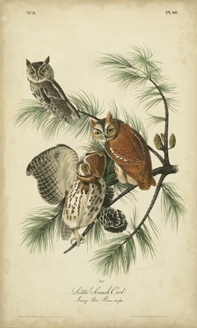 Audubon Screech Owl