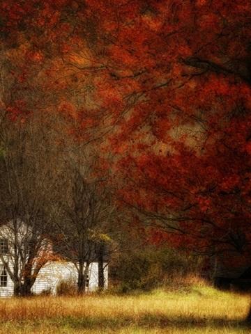 Beyond October's Maple