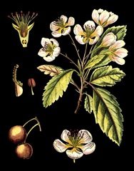 Black Background Floral Studies I