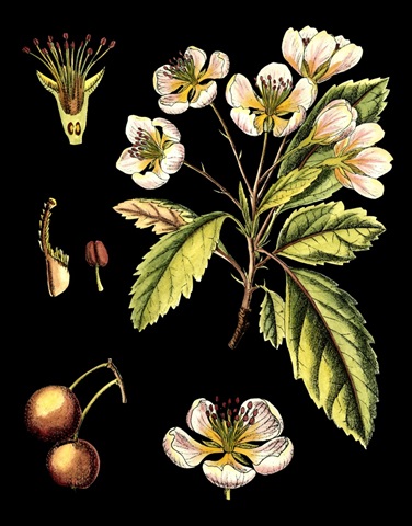 Black Background Floral Studies I