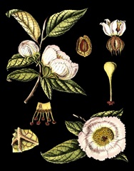 Black Background Floral Studies III