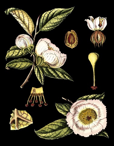 Black Background Floral Studies III