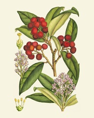 Crimson Berries I
