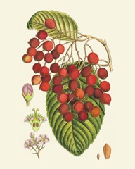 Crimson Berries II
