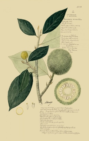 Descubes Tropical Fruits I