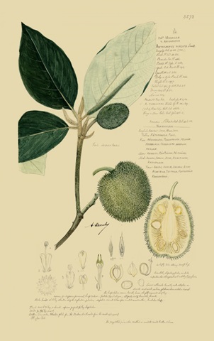 Descubes Tropical Fruits II