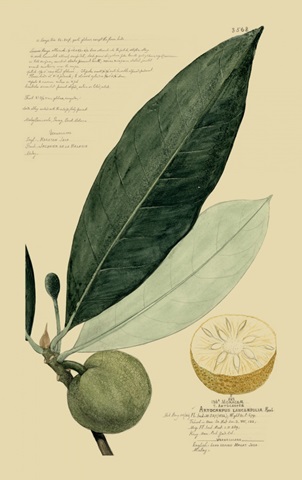 Descubes Tropical Fruits III
