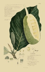 Descubes Tropical Fruits IV