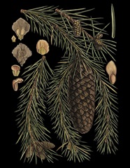 Dramatic Conifers III