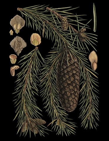 Dramatic Conifers III