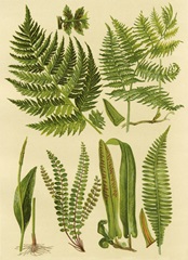 Fern Collection I