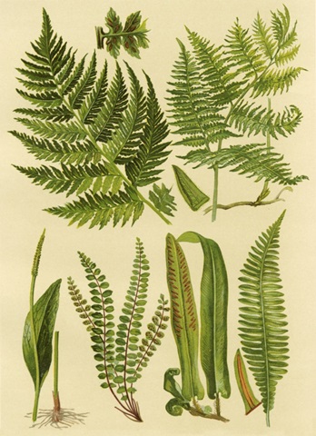 Fern Collection I