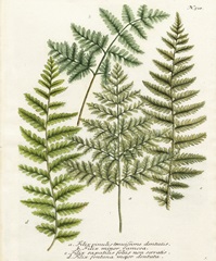 Fern Gathering I
