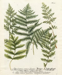 Fern Gathering II