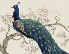 Peacock and Blossoms II