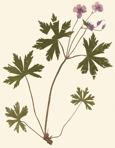 Pressed Botanical III