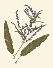 Pressed Botanical IV