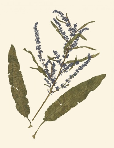 Pressed Botanical IV