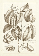 Sepia Buchoz Exotics II