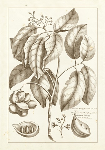 Sepia Buchoz Exotics II