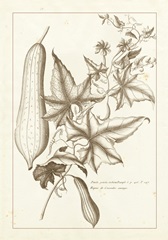 Sepia Buchoz Exotics IV