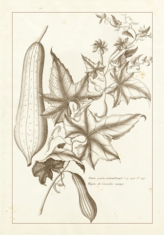 Sepia Buchoz Exotics IV