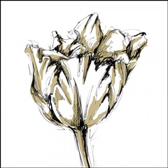 Small Tulip Sketch I