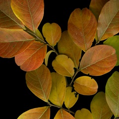 Small Vivid Leaves I