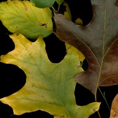 Small Vivid Leaves II