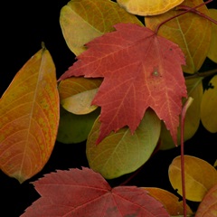 Small Vivid Leaves III