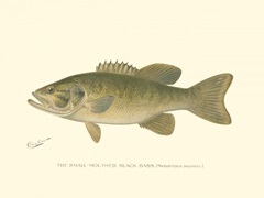 Small-mouthed Black Bass