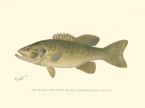 Small-mouthed Black Bass
