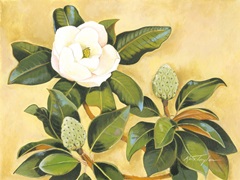 Southern Magnolia II