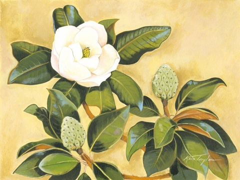 Southern Magnolia II