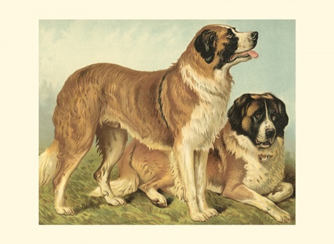 St. Bernard