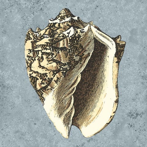 Stonewashed Shells I