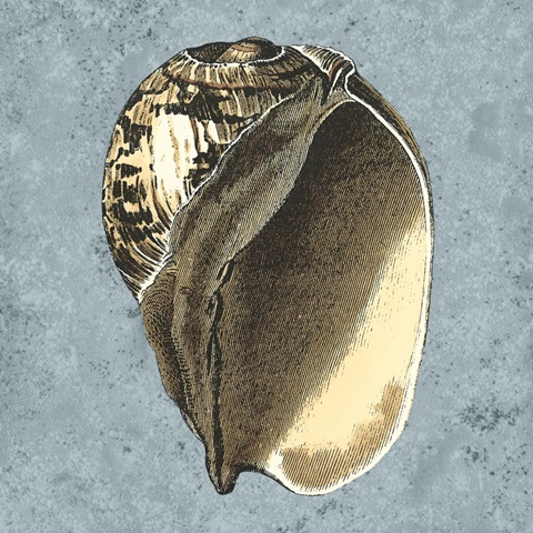 Stonewashed Shells II