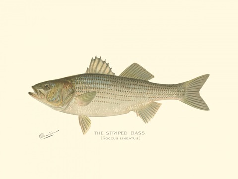 Striped Bass