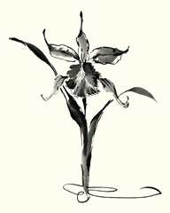 Studies in Ink - Cattleya