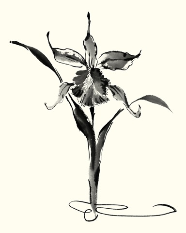 Studies in Ink - Cattleya